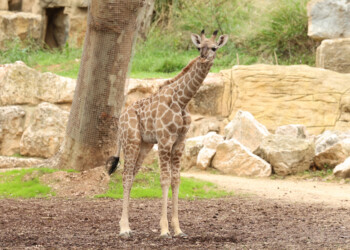 Nasceu uma cria de Girafa-de-angola no Jardim Zoológico de Lisboa