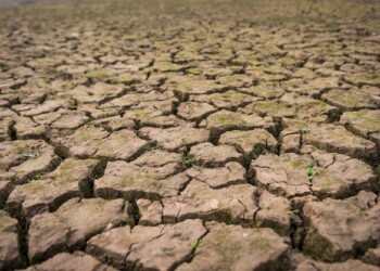 ZERO faz balanço de medidas prioritárias no combate à desertificação no contexto do arranque da COP16