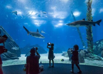 Oceanário de Lisboa entra em 2025 com bilhetes online a 13€ (até 31 de janeiro)