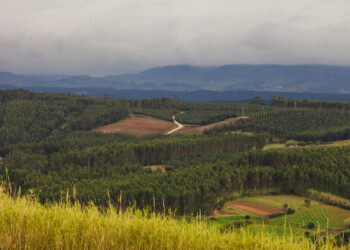 Altri junta-se a projeto de recolha e valorização de sobrantes florestais