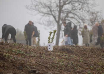 Entidades unem-se para plantar 1.250 árvores em Guimarães