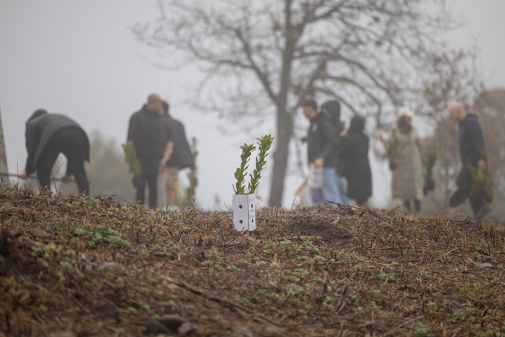 Projeto Guimarães Mais Floresta vai plantar mais de 2.000 árvores