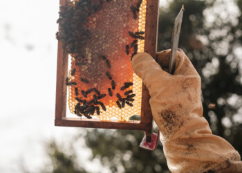 Iberdrola colhe mel 100% natural em Setúbal e garante coexistência de centrais solares com a natureza