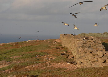 Ilhas Selvagens acolhem a maior colónia de cagarras do Atlântico