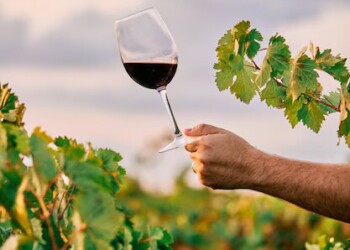 35% dos vinhos do Alentejo já são produzidos de forma mais sustentável