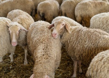 Ministério da Agricultura e Pescas disponibiliza 8M€ para reposição do potencial produtivo de produtores afetados pela Língua Azul e pelas recentes tempestades