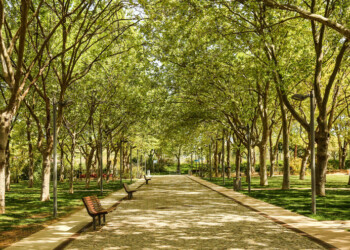 Loulé adere a rede europeia para fomentar plantação em meio urbano