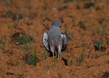 Lightsource bp investe em projeto de conservação do Tartaranhão-caçador em Portugal