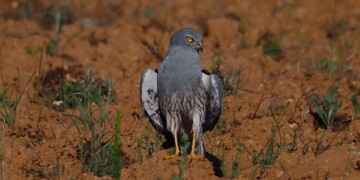 Lightsource bp investe em projeto de conservação do Tartaranhão-caçador em Portugal