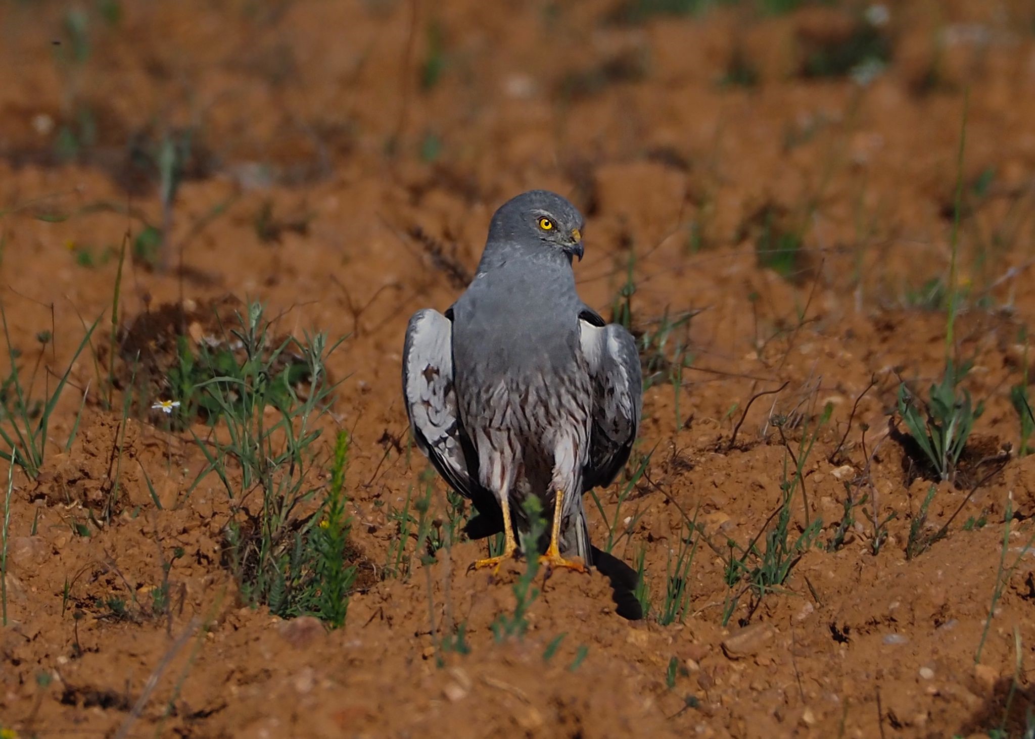 Sucesso reprodutor do tartaranhão-caçador aumentou 103% na Península Ibérica