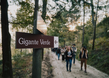 EDP Energia Solidária: Projeto Gigantes Verdes mobiliza comunidades na proteção de árvores de grande porte