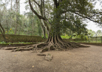 Árvore centenária da Quinta das Lágrimas conquista 2.º lugar no concurso europeu “Tree of the Year”