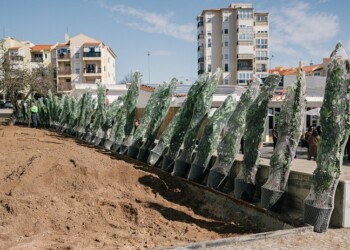 Cascais apresenta Plano de Renaturalização Urbana para impulsionar biodiversidade e combater alterações climáticas
