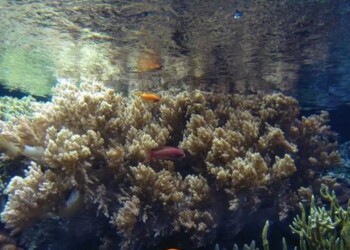 Investigadores do Técnico descobrem nova espécie de bactéria simbiótica em corais do Oceanário de Lisboa