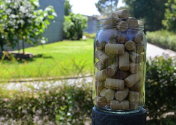 Projeto “Rolha a Rolha Semeie a Recolha” entregou para reciclagem mais de 346 Mil Rolhas em 2024