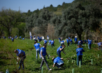 Voluntários da Siemens plantam 600 árvores em ação de reflorestação em Sintra