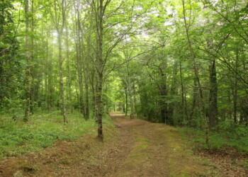 Atividades humanas estão a impactar (ocultamente) a natureza, diz estudo