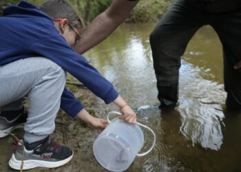 450 ruivacos-do-oeste libertados no Rio Alcabrichel em ação de repovoamento