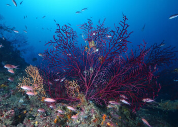 UE enfrenta queixa legal que acusa França, Alemanha e Itália de não protegerem os ecossistemas marinhos