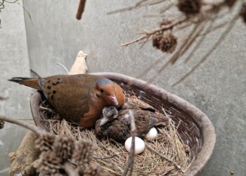 Zoomarine celebra nascimento de cria de Rola-de-Socorro, espécie “extinta na natureza”