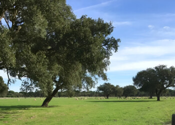 Município de Alcácer do Sal emite parecer negativo a projeto de exploração mineira na Mina da Lagoa Salgada