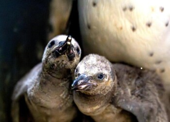 Primeiros pinguins bebés nascem no SEA LIFE Porto