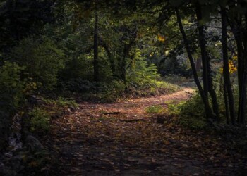 Pedidos de limpeza de terrenos sobem 15% em maio, mas profissionais no interior escasseiam