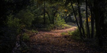 Pedidos de limpeza de terrenos sobem 15% em maio, mas profissionais no interior escasseiam