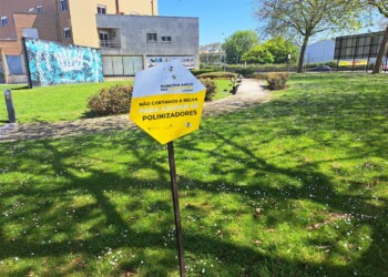 Esposende não corta a relva dos espaços públicos para proteger e valorizar os polinizadores