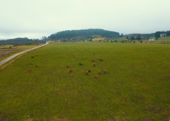 Bel Portugal em parceria com a WWF Portugal conclui projeto de restauro ecológico no concelho de Boticas