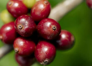 NESCAFÉ supera meta de agricultura regenerativa prevista para 2025