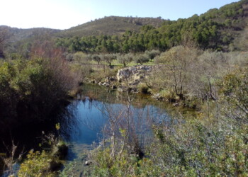 Projeto Plantar Água da WWF Portugal regressa para uma nova fase no Algarve
