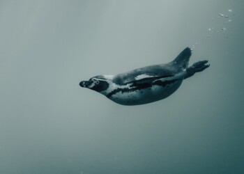 Estudo internacional mostra benefícios de monitorizar gigantes dos oceanos para a conservação marinha