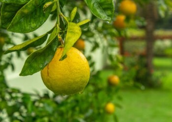 Portugal e Brasil fortalecem relações no setor agroalimentar e destacam potencialidades do acordo UE-Mercosul