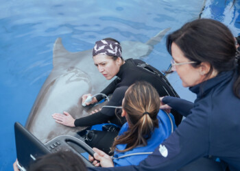 Zoomarine integra rede internacional de resposta a emergências com mamíferos marinhos