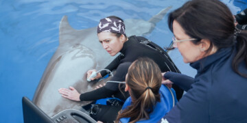 Zoomarine integra rede internacional de resposta a emergências com mamíferos marinhos