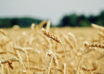 Setor agrícola descontente com decisões da Comissão Europeia sobre a PAC