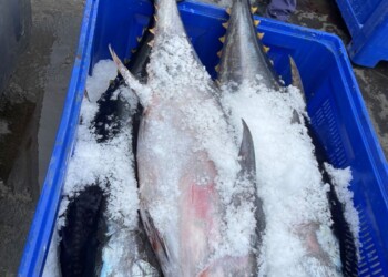 Alterações climáticas estão a afetar distribuição de atuns no Atlântico