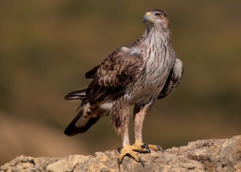 Tapada Nacional de Mafra celebra nascimento de duas crias de águia-de-bonelli