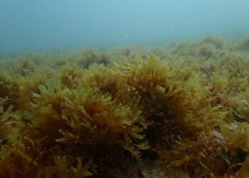 Governo aprova estratégia nacional de combate a alga invasora