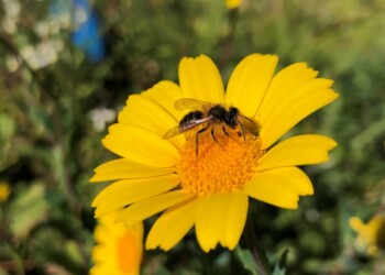 Universidade de Coimbra integra projeto europeu de conservação de polinizadores silvestres