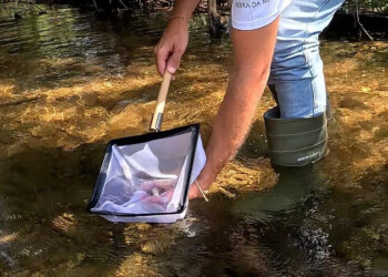 Feito repovoamento de escalos-do-Arade na ribeira de Odelouca