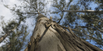 Altri entre as 500 empresas mais sustentáveis do mundo