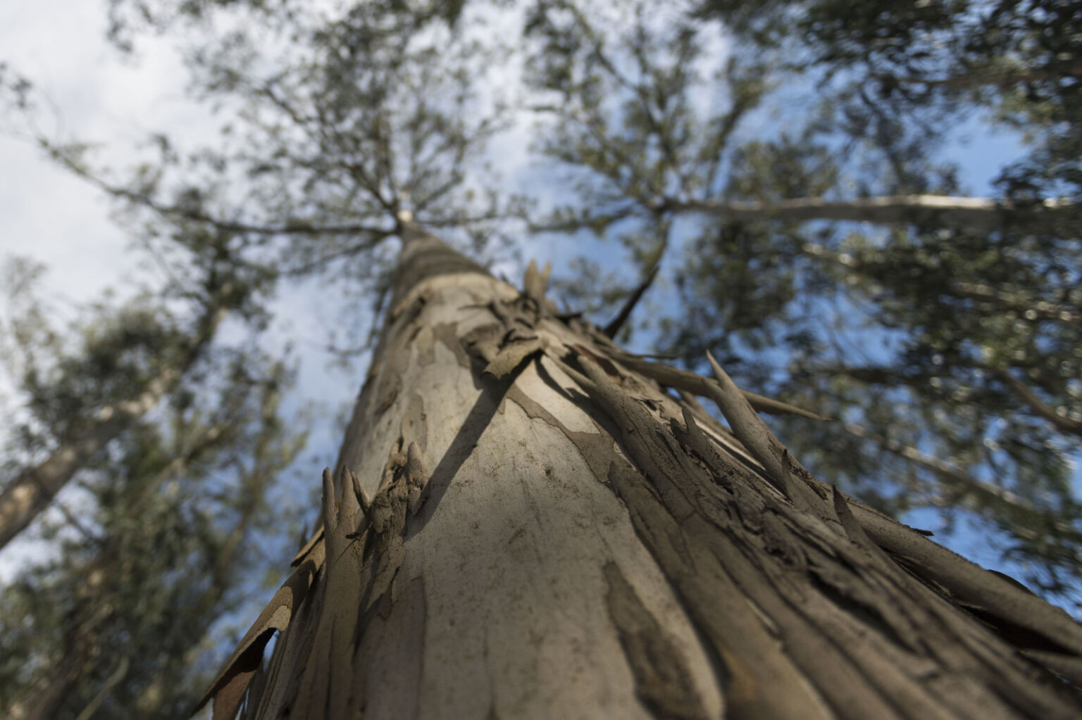 Altri com liderança reforçada no combate às alterações climáticas pelo CDP