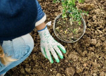 Benfica recebe floresta de inspiração japonesa com projeto de urbanismo ecológico