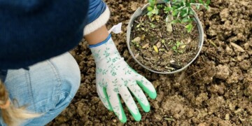Benfica recebe floresta de inspiração japonesa com projeto de urbanismo ecológico