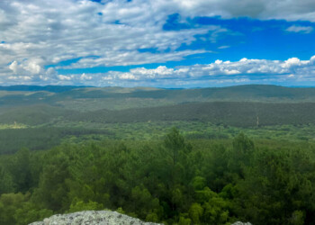 Savills conclui venda de 870 hectares de floresta sustentável em Portugal