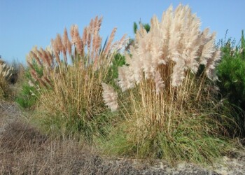 Erva-das-pampas continua a ser ameaça à saúde e à biodiversidade