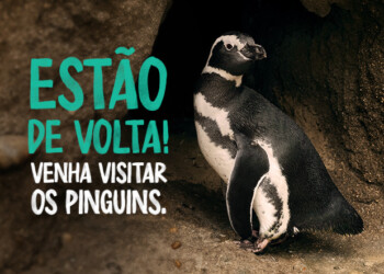 Os Pinguins regressaram ao Oceanário de Lisboa