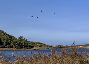 Relatório da Agência Europeia do Ambiente mostra progressos na redução das emissões e da poluição atmosférica